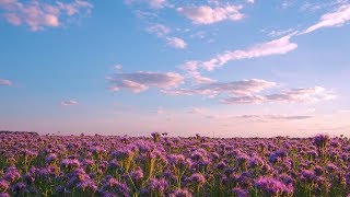 PHACELIA FLOWERS FIELD Relaxation Video  THANK YOUvideo to ALL our subscribers  FREE DOWNLOAD [upl. by Levan]