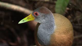 Birds of Costa Rica  Seabirds Waders [upl. by Lory651]