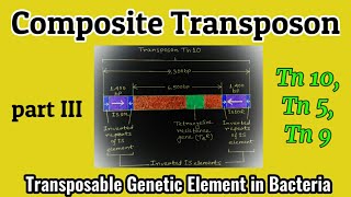 Composite Transposon Transposon in Bacteria  Transposons  Tn 10 Tn 5 Tn 9  AM Biologie Notes [upl. by Nitsuj]