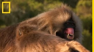 Ces singes se battent avec leurs gigantesques canines [upl. by Verney]