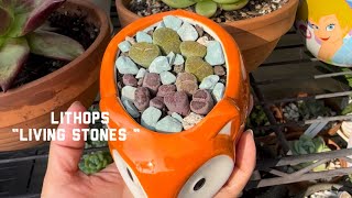 Potting up Lithops “Living Stones “ [upl. by Eugirne]