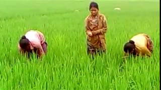 bangladesh krishi Banglar Krishi barta [upl. by Tihom473]