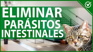 🐱 Cómo Eliminar Parásitos Intestinales de mi Gato  Remedios Caseros Efectivos 🐱 [upl. by Sladen]