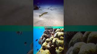 Why I Dive 52 Underwater Adventures barracuda patrol squirrel fish [upl. by Freeman]