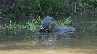 Ariranhas no Pantanal Giant otters in the Pantanal [upl. by Mlohsihc]