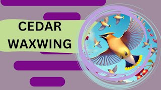 quotCEDAR WAXWINGquot Nursery rhymessongAnimal Song kids song education learning [upl. by Audly643]