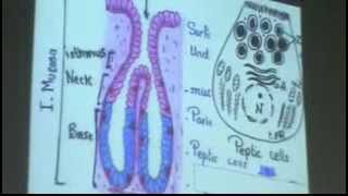 Dr Gihan Pylorus of Stomach 27102013 [upl. by Aramoix]