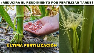 🌽 ÚLTIMA Fertilización Del MAÍZ ¿Sera Tarde o NO [upl. by Maxey913]