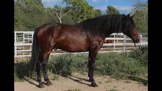 Beautiful PRE stallion for dressage [upl. by Ahseuqram]