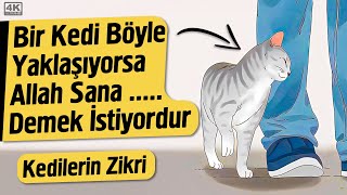 Bir Kedi Böyle Yaklaşıyorsa Allah Sana  Demek İstiyordur  Kedilerin Zikri  Fatih Koyuncu [upl. by Roscoe860]