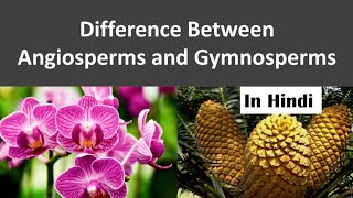 Difference between Angiosperm and Gymnosperm  NEET  In Hindi [upl. by Cuyler]