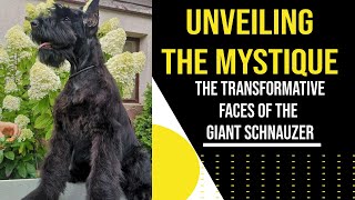 Giant Schnauzer Style Secrets Uncovered 3 Captivating Looks to Adore  RoyalGiantSchnauzerscom [upl. by Teri]