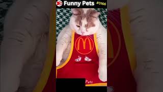 Funny Pets Ep 166 shorts [upl. by Ahl]