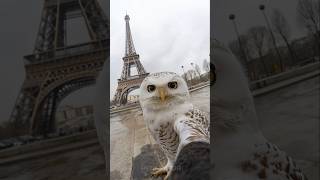 Owl Takes Selfie in Paris [upl. by Yrot]