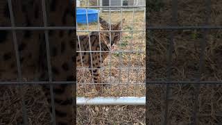 Beacher Talkative Savannah Cat cat cats savannah savannahcat catvideos shortsfeed [upl. by Notfol519]