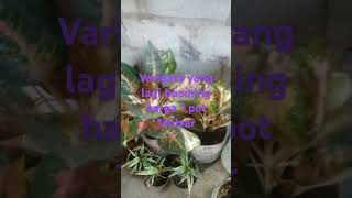 Variegata 1 milyard rupiah [upl. by Keeryt]