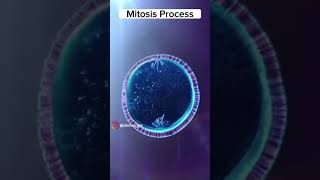 Mitosis  Animal cell division process  Class 10 Biology  Cell cycle [upl. by Emerald]