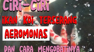 WASPADA CIRI IKAN KOI TERKENA AEROMONAS DAN CARA MENGOBATINYA [upl. by Phil]