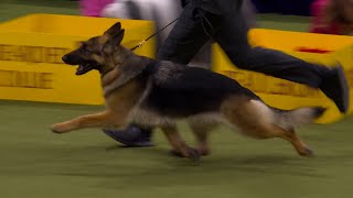 Mercedes the German Shepherd wins the Herding Group  Westminster Kennel Club [upl. by Eiffub939]