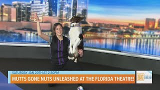 Mutts Gone Nuts UNLEASHED at the Florida Theatre [upl. by Goeger]