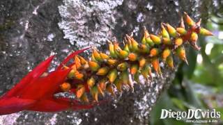 Aechmea nudicaulis Bromeliad  Bromélia Bromeliaceae [upl. by Einalem588]