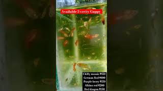 Available five verity Guppy  Guppy sale lbbettas fish farm9500406897 [upl. by Yllak753]