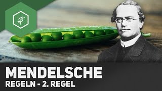 2 Mendelsche Regel  Spaltungsregel [upl. by Anoj]