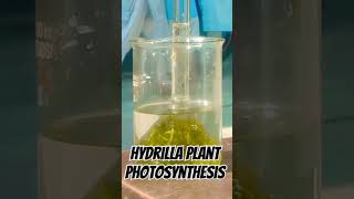 Hydrilla plant photosynthesisH2Ophotosynthesisplanthydrilla [upl. by Ymmit]