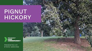 Pignut Hickory  Tree Tour Series [upl. by Rraval]