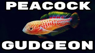 Peacock Gudgeon  The Perfect Nano Fish [upl. by Lauryn990]