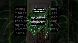 Anthurium Clarinervium Care Guide anthurium anthuriumclarinervium anthuriums [upl. by Beacham]