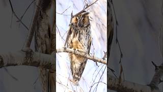 Owls song natgeo wildlife owl birds michaeljackson [upl. by Xaviera]