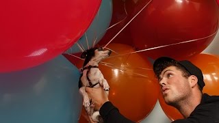 KUN JE EEN HOND LATEN VLIEGEN MET HELIUM [upl. by Guillema]