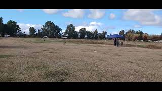 Rebel and Elton Running All Breed Sprint Racing at Lake Minden November 23 2024 [upl. by Dnumde]