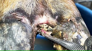 CutTrim and Cleaning  Medical help infected cow hoof [upl. by Crofton101]