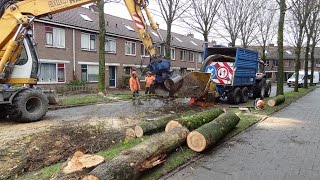 Bomenkap  Cutting Elm trees [upl. by Enimsaj]