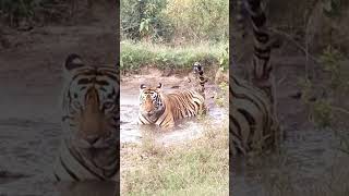 St 21 yuvraj Sariska tiger reserve rajsthan sariskanationalpark sariskatigerreserve wildlife [upl. by Harrod]