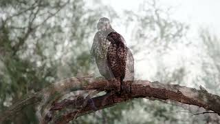 Red tailed Hawk Early Morning [upl. by Oinigih]