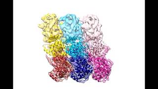 Ebola virus nucleoprotein [upl. by Osicnarf768]