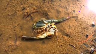 Aliens on Earth  Triops Expedition [upl. by Earised]