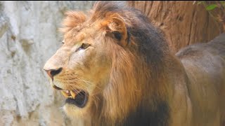 Angry young Lion eating leafs and grass  Zoological Park [upl. by Meehyr]