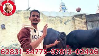 ਹਰਿਆਣੇ ਦੀਆ 4 ਸੂਈਆ 1 ਗੱਬਣ ਮੱਝ ਵਿਕਾਉ 5 Haryana buffalo for sale 4122024brardairyfarmmoga [upl. by Ochs150]