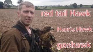 hunting with Harris Hawks goshawks and red tail Hawks SO1EO 1 [upl. by Schwing261]