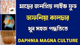 How to culture daphnia magna at home  ডাফনিয়া কালচার  Best way to culture daphnia [upl. by Gagne]