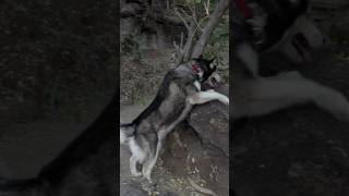 Husky dog shortsbeta shortsfeed shorts viralvideo trending [upl. by Nallac]