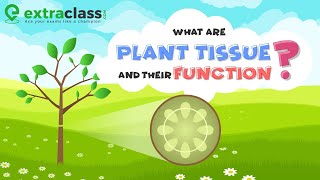 What are plant tissue and their function  Biology  Extraclasscom [upl. by Pergrim]