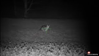 Ohio coyote hunting with the Lucky Duck Roughneck [upl. by Aniaj]