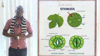 9 Gaseous Exchange in Plants Biology Form [upl. by Analeh]