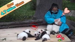 5 Panda Cubs Receiving Love From Keeper  iPanda [upl. by Debor]