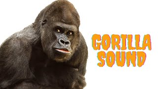 Discover The Unique Gorilla Sound  Gorila fight sound [upl. by Mascia]